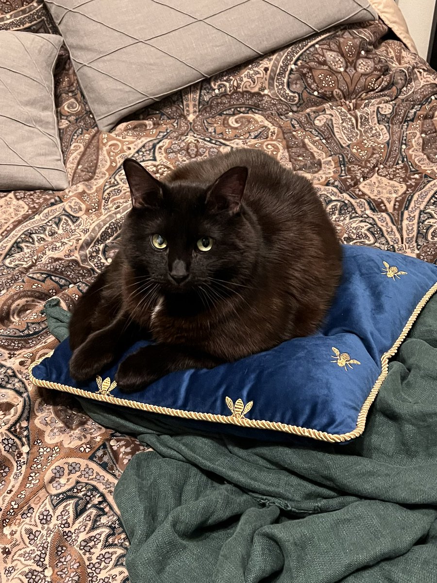 Я увидела объявление на авито, где девочка собирает деньги на лечение своей собачки Тучки рисуя животных за свободный донат.  Теперь у меня есть рисунок Кости кота и по-моему он очаровательный 🌝