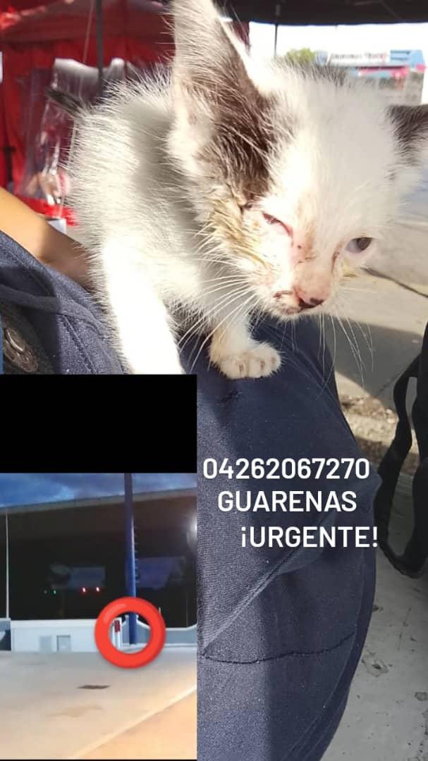 🟣Mary X 🐕🐈 (@mary_jar) on Twitter photo 🚨Urgente! Se requiere ayuda, por favor. Este gatito se encontraba solo en la madrugada, por Farmatodo de la Av. Intercomunal 📍Guarenas-Guatire, tiene sus ojitos enfermos. La persona que lo reporta no tiene recursos para asumir el caso. 🆘🥹
Agradezco difundir. <a href="/PerroUsuario/">PerroUsuario Wof '•'</a> 🚨Urgente! Se requiere ayuda, por favor. Este gatito se encontraba solo en la madrugada, por Farmatodo de la Av. Intercomunal 📍Guarenas-Guatire, tiene sus ojitos enfermos. La persona que lo reporta no tiene recursos para asumir el caso. 🆘🥹
Agradezco difundir. <a href="/PerroUsuario/">PerroUsuario Wof '•'</a>