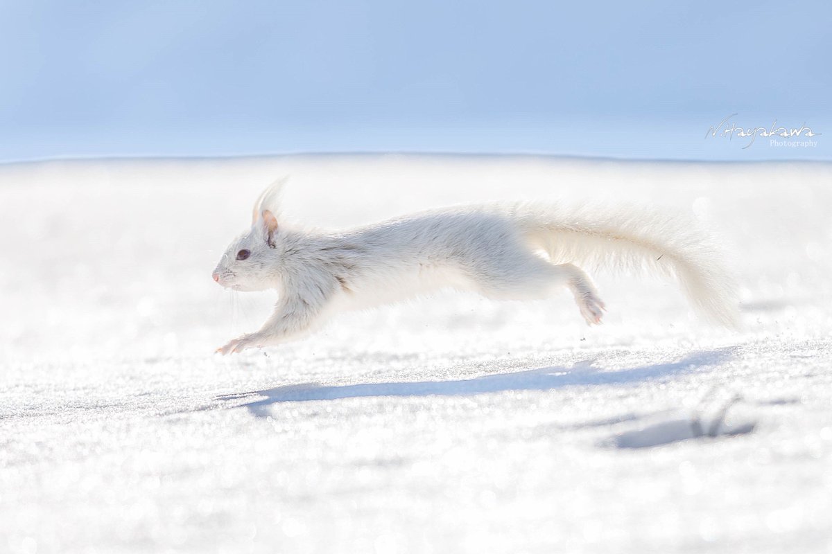 エゾリス - Search / X