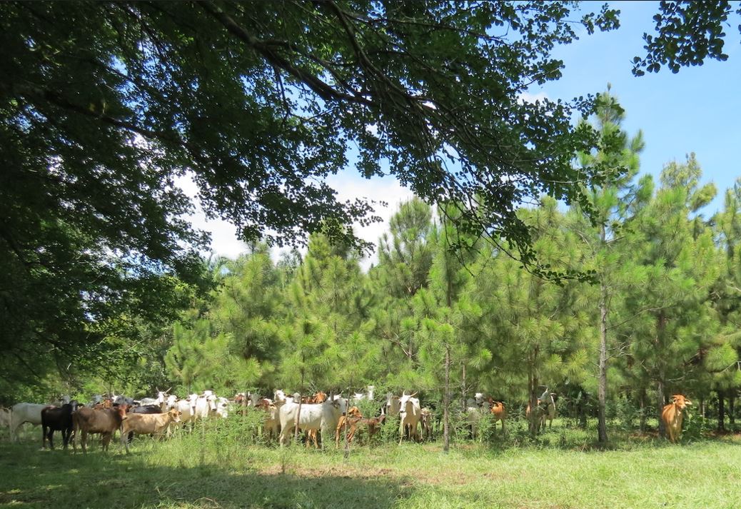 CONAFOR (@conafor) on Twitter photo La producción de alimentos 🐮 y la deforestación están relacionados. Sin embargo, es posible cambiar a modelos sostenibles.
En entrevista con el periodista Jaime Muñoz Polit, el Director General de la CONAFOR, <a href="/sergio_grafm/">Sergio Graf Montero</a> explica por qué y cómo.
🖱️👉 youtube.com/watch?v=Bo8ErD… La producción de alimentos 🐮 y la deforestación están relacionados. Sin embargo, es posible cambiar a modelos sostenibles.
En entrevista con el periodista Jaime Muñoz Polit, el Director General de la CONAFOR, <a href="/sergio_grafm/">Sergio Graf Montero</a> explica por qué y cómo.
🖱️👉 youtube.com/watch?v=Bo8ErD…