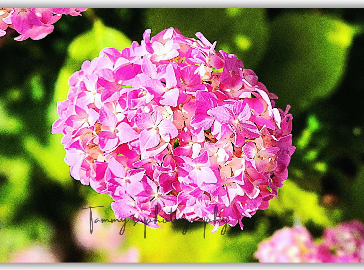 vizhudhuga1z's tweet image. Let’s see your First Days of Summer captures! 🌞🌸🐝

#FirstDaysOfSummer