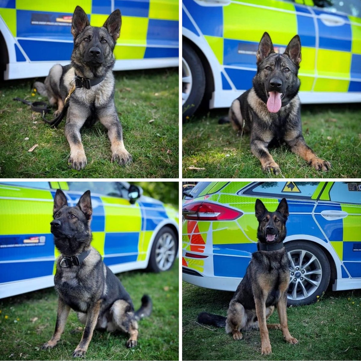 K9Finn's tweet image. Lovely to see new fresh faces 🐾

Say hello to Freya, Denni, Jack, and Max - the new dogs on the block😎

These paw-some pooches will be re-paw-ting for duty after successfully licensing as general-purpose police dogs!

Alongside their handlers, they’ve worked incredibly hard…