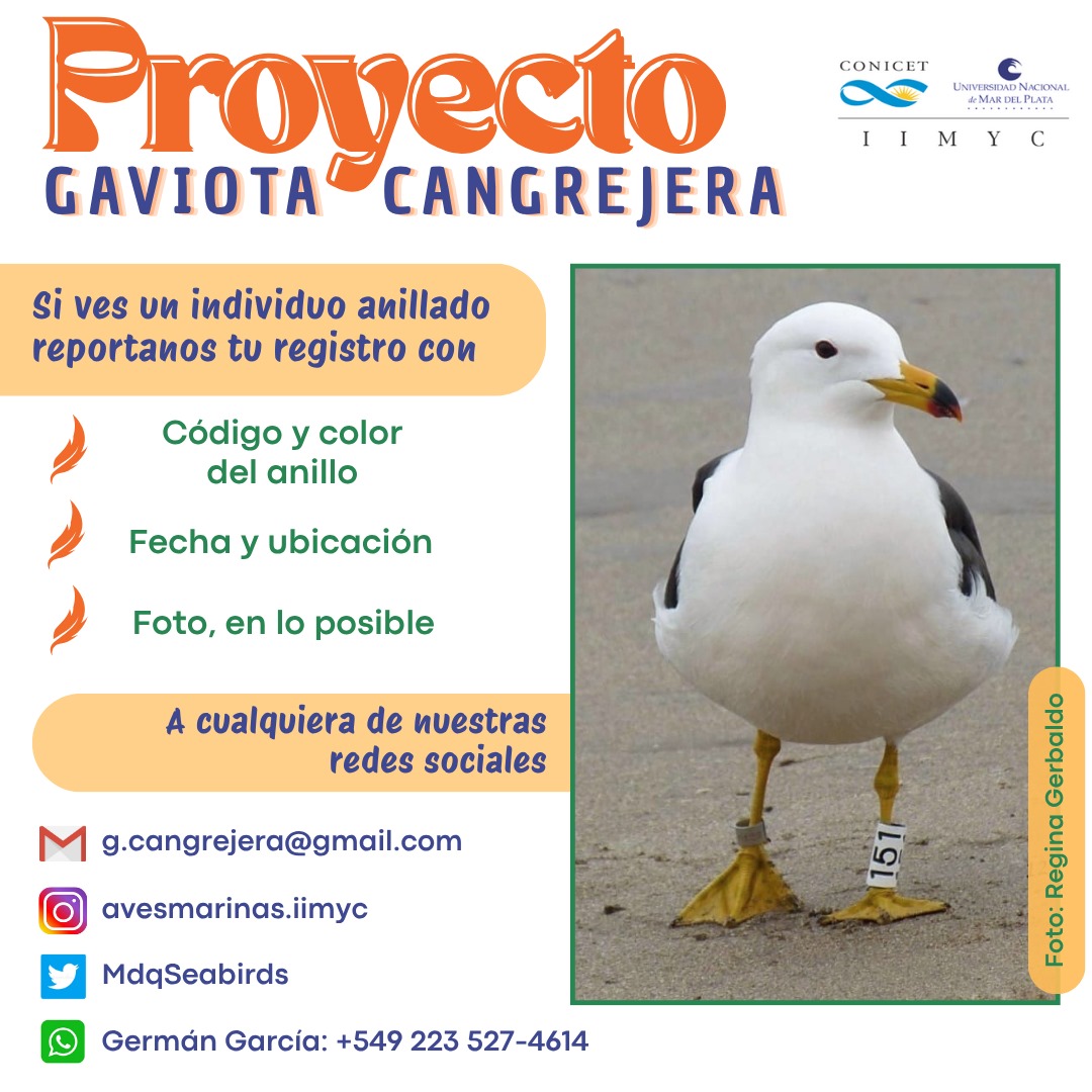 Desde el año 2016 nuestro grupo de trabajo monitorea la población invernal de la #GaviotaCangrejera. 
Como parte de este monitoreo, se marcan individuos con anillos blancos y números negros en las zonas costeras de Mar del Plata y Mar Chiquita
 💍🪽
1/3