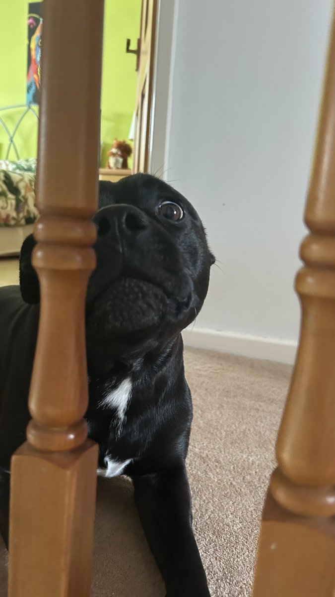 Baby Frank & his teddy, Edward 🧸🏴 tweet media