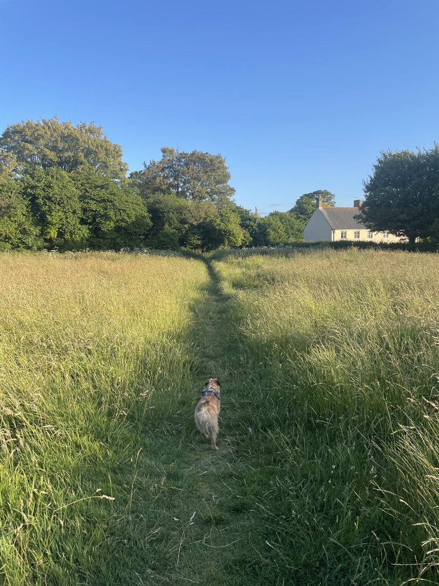 Sunny and warm Monday evening walkies for me 🥰
#BTPosse #HappyMondays