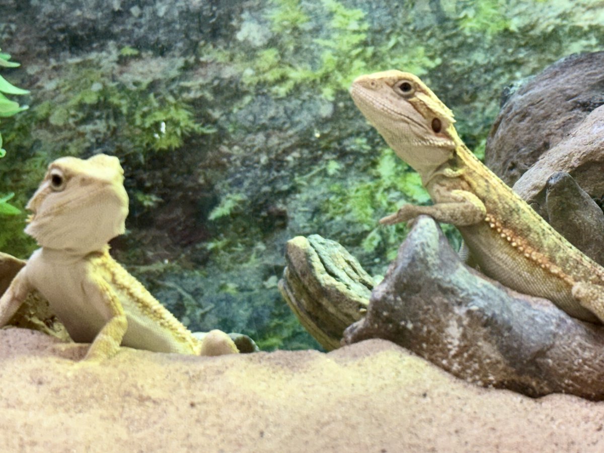 Had the pleasure of meeting these two Bearded Dragons today! 🦎

Did you know Bearded Dragon male embryos can change sex and be born female if they are incubated at a higher temperature?  🤓

#BeardedDragon #Reptiles #NaturePhotography #ThePhotoHour