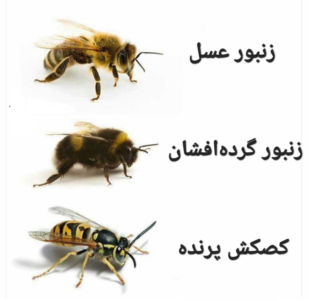 Mory4x's tweet image. اون اخریه بی خاصیت ترینه اصلا چرا باید اسمش زنبور باشه