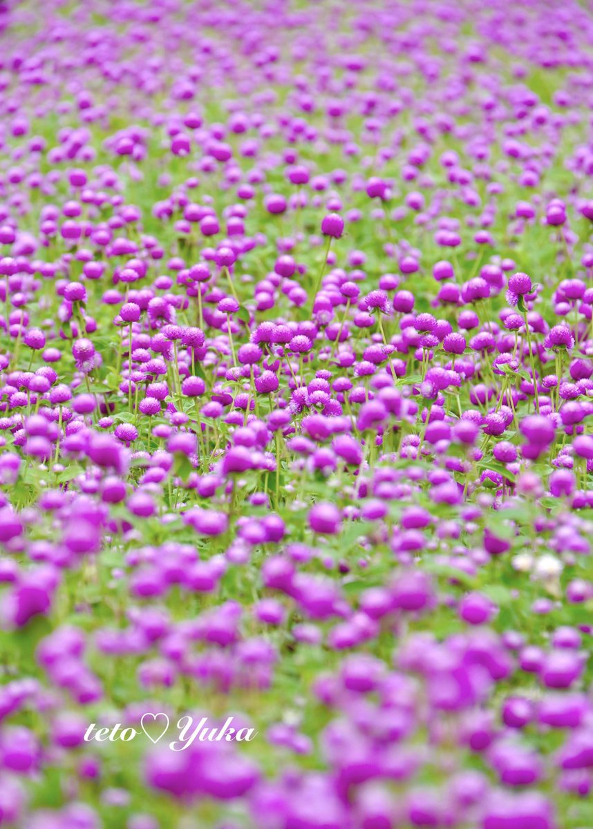 ・
おはようございます

どこまでも〜どこまでも〜
千日紅のお花畑
皆んな一斉に咲いているなんて
感激の一枚📸

千日紅の可愛い笑顔が、
皆さまへ、届きます様に🧡

#千日紅
#NaturePhotographyDay