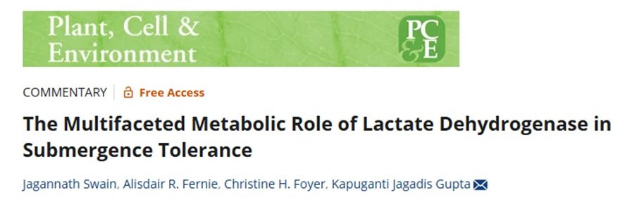Dr. Jagadis Gupta Kapuganti (@drjagadisnipgr) on Twitter photo Happy to share that our recent paper, The Multifaceted Metabolic Role of Lactate Dehydrogenase in Submergence Tolerance published in PCE. Congrats to PhD student
<a href="/jaganswain429/">Jagannath Swain 🇮🇳</a> collaborators Alisdair Fernie and
@Foyer their contribution <a href="/NIPGRsocial/">BRIC-NIPGR</a> <a href="/DBTIndia/">Department of Biotechnology</a> <a href="/rajesh_gokhale/">Rajesh Gokhale</a> Happy to share that our recent paper, The Multifaceted Metabolic Role of Lactate Dehydrogenase in Submergence Tolerance published in PCE. Congrats to PhD student
<a href="/jaganswain429/">Jagannath Swain 🇮🇳</a> collaborators Alisdair Fernie and
@Foyer their contribution <a href="/NIPGRsocial/">BRIC-NIPGR</a> <a href="/DBTIndia/">Department of Biotechnology</a> <a href="/rajesh_gokhale/">Rajesh Gokhale</a>