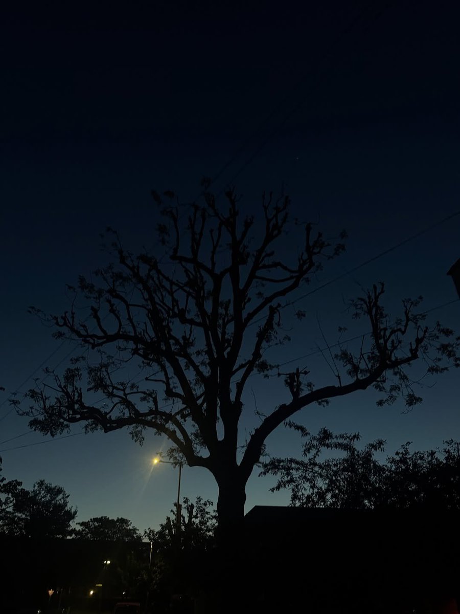 outerashaa's tweet image. 🌳