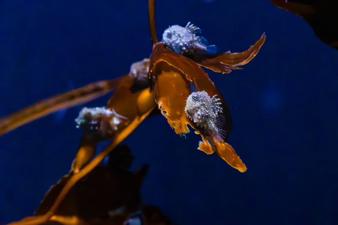 ultimate kelp cling champion 🐡

Covered in tiny spines and shaped like a little lump, the Pacific Spiny Lumpsucker truly lives up to its name! But what makes it extra special is a unique adaptation on its underside – its pelvic fins have evolved into a suction-cup–like disc 🤯