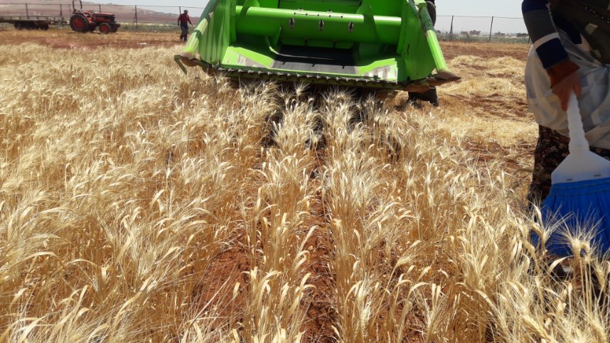 Harvesting  Durum Wheat Trials in Tel-Hadia🌾
golden fields of Tel-hadia are ready, and the durum wheat harvest is in full swing!🌾Watching the combines roll through the trails, turning golden stalks into tomorrow’s pasta and bread pure farming magic under this stress conditions