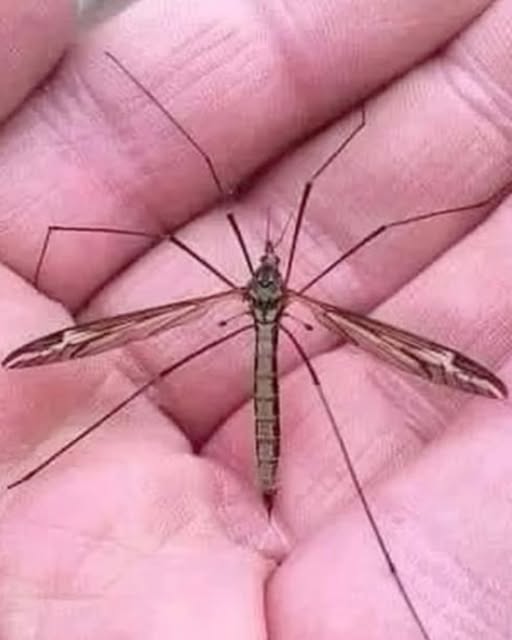 888 Hallo, ich bin eine Tipule, die oft mit einer riesigen Mücke verwechselt wird. 

Viele töten mich unbeabsichtigt, weil sie denken, ich sei gefährlich.

 Ich steche nicht, ich bin kein Vampir.

Ich ernähre mich vom Nektar der Blumen und helfe bei der Bestäubung – ich erfülle