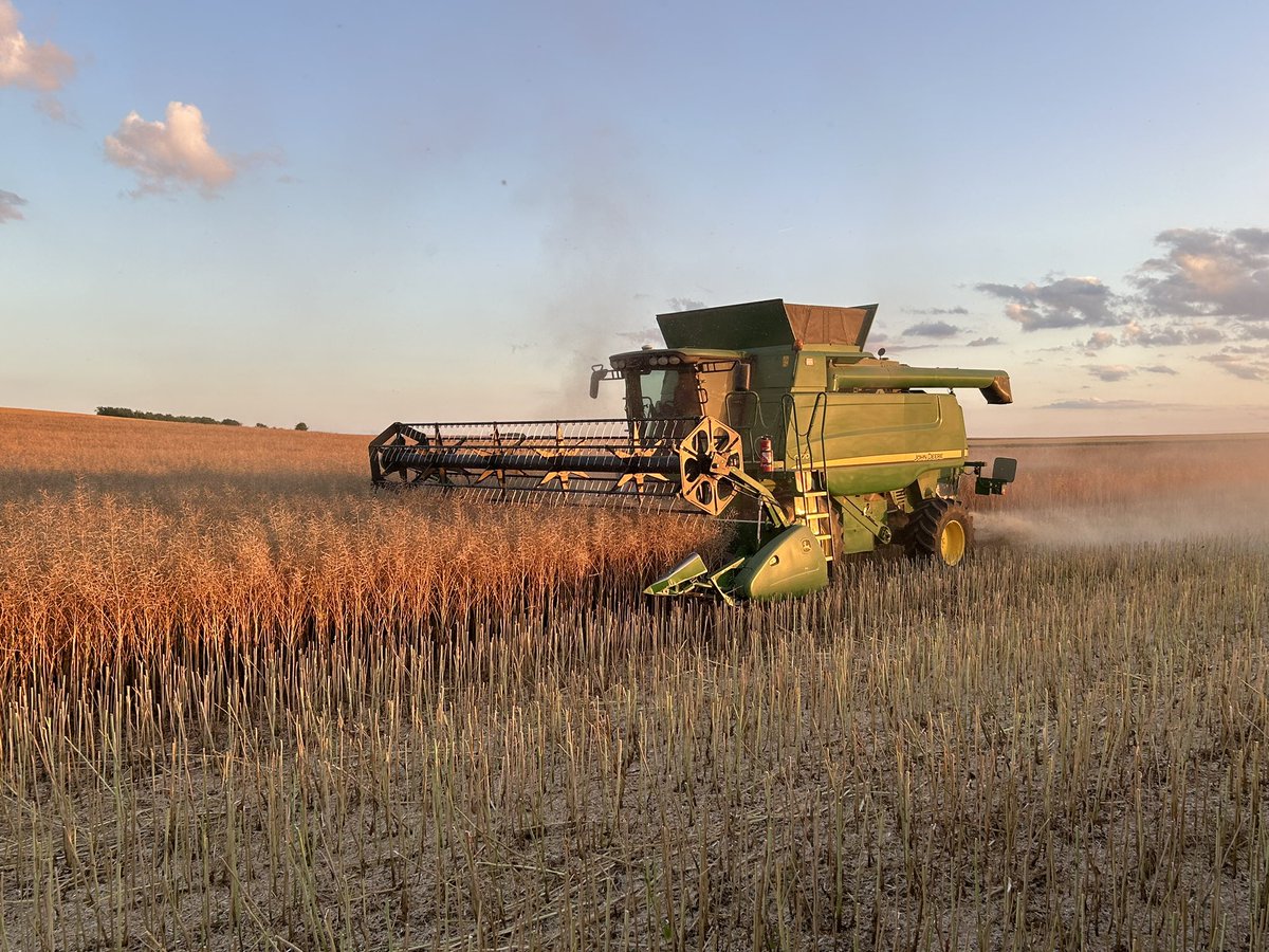 Des résultats hétérogènes dans les colza. Cette culture me plaît 😊
