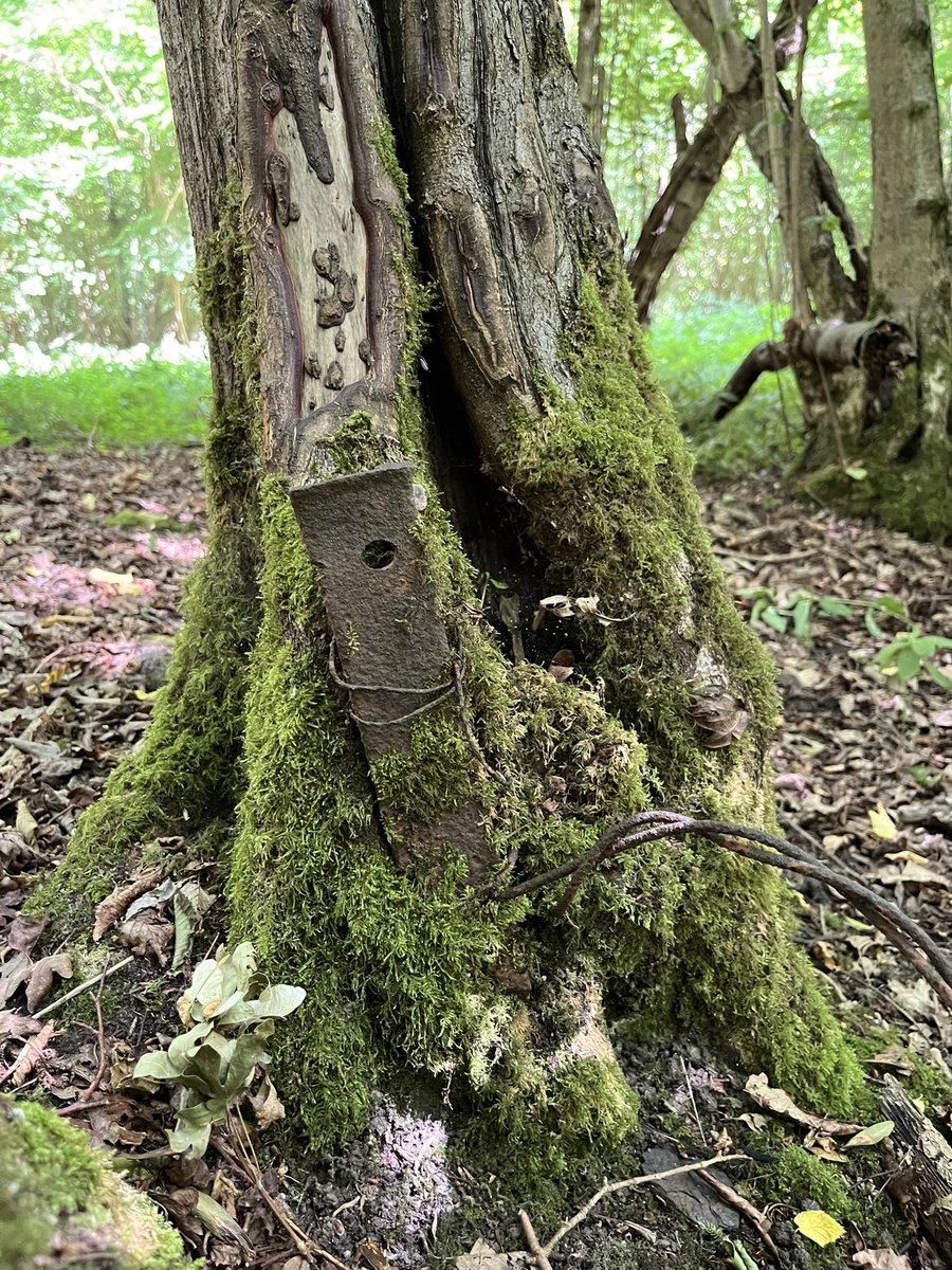 Gort_Line's tweet image. Under the cover of Elgin Coppice, Hatfield Forest, are the remains of an ordnance store for RAF Stansted Mountfichet, opened in 1943. Used by the USAFF as a bomber airfield; the 344th Bomber Group operated from here on D-Day.  Connected to the airfield by a light railway.
