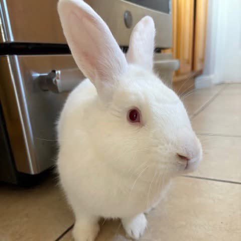 House Rabbit Society tweet media
