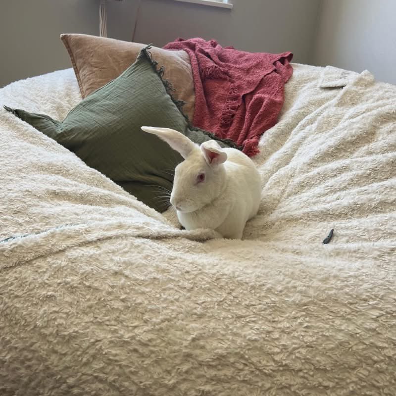House Rabbit Society tweet media
