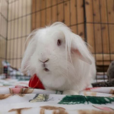 House Rabbit Society tweet media
