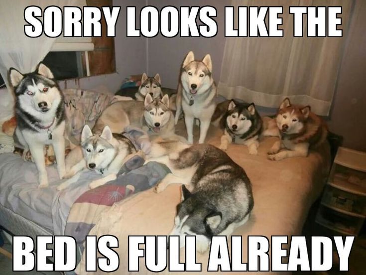 frank_glazewski's tweet image. My wife says I can&apos;t have any more dogs.