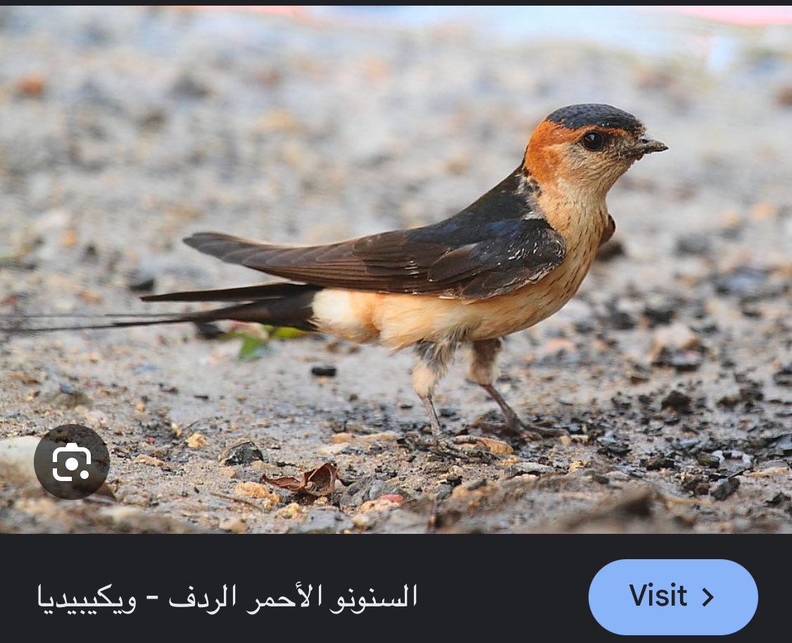 عصفور الغفلة عرف ان الركادة زينة و مسح التغريدة