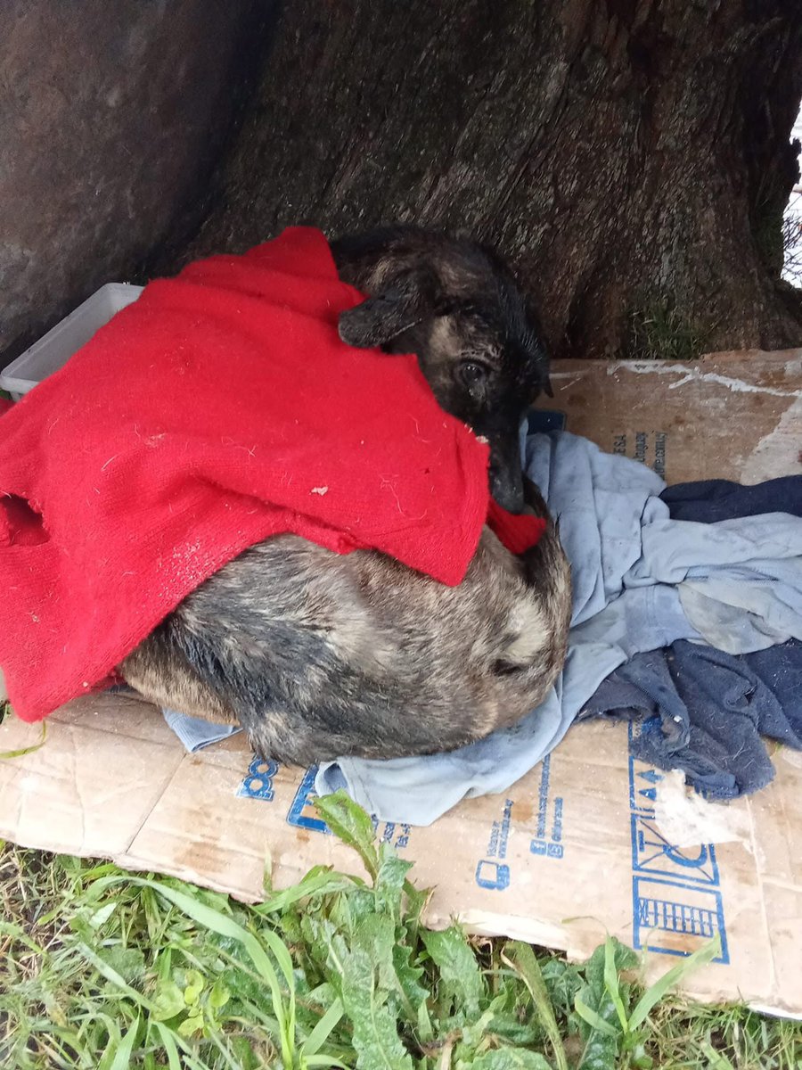 redbicheraof's tweet image. Absolutamente nadie colaboró con el y sinceramente así no podemos continuar.
Nadie nos obliga es verdad pero recuerden que nuestra una ayuda son ustedes😞una vida a salvo que muchos ignoraron y un proceso largo de recuperación 
Tu ayuda hace la diferencia 
link.mercadopago.com.uy/caseconomicas