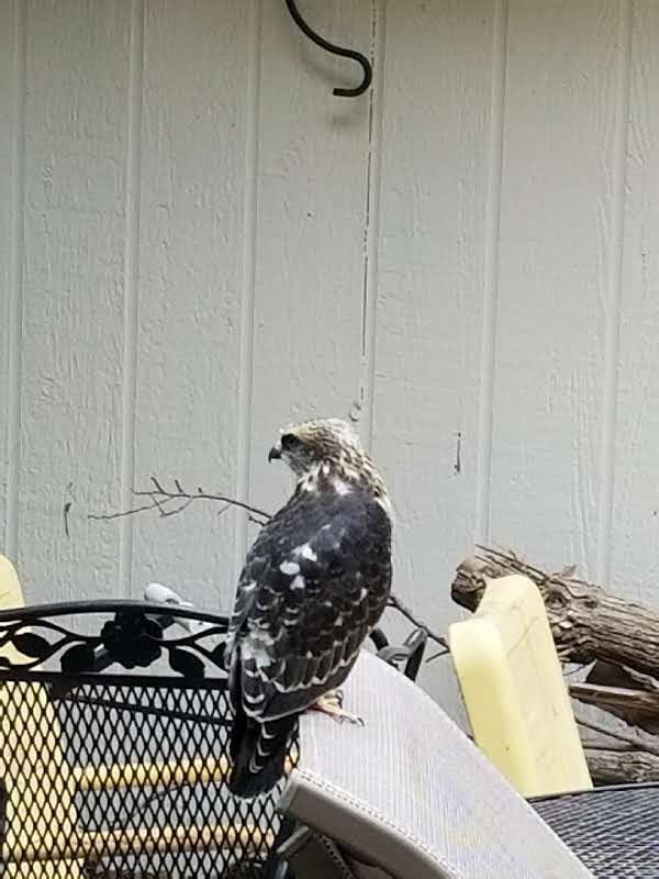 <a href="/TrueFactsStated/">Claude Taylor</a> 👓👓It’s so worth it though…darling friends,Id get them a sprinkler too. I had aMississippi Kite juvenile off course. on a 106 degree day,found him panting and suffering.Turned on the sprinkler,he revived! Loved it! Water is life!