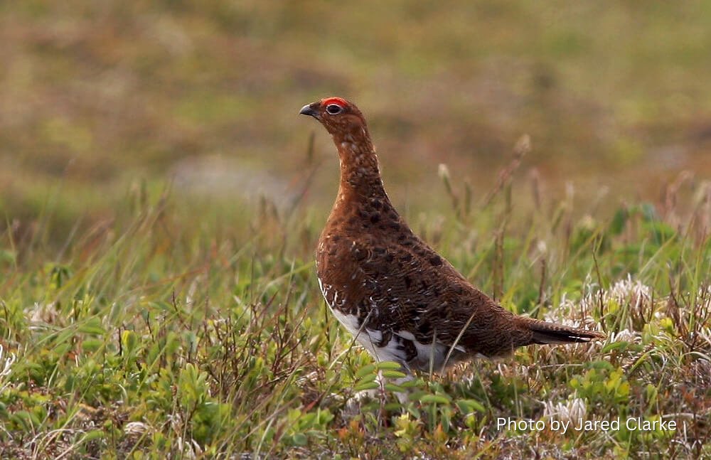 Did you know Newfoundland and Labrador has not one, but two official birds?

The Atlantic Puffin, our provincial bird, is a familiar sight along our coastal cliffs – recognized for its distinctive colouring and strong ties to our maritime heritage.

The Ptarmigan, our official