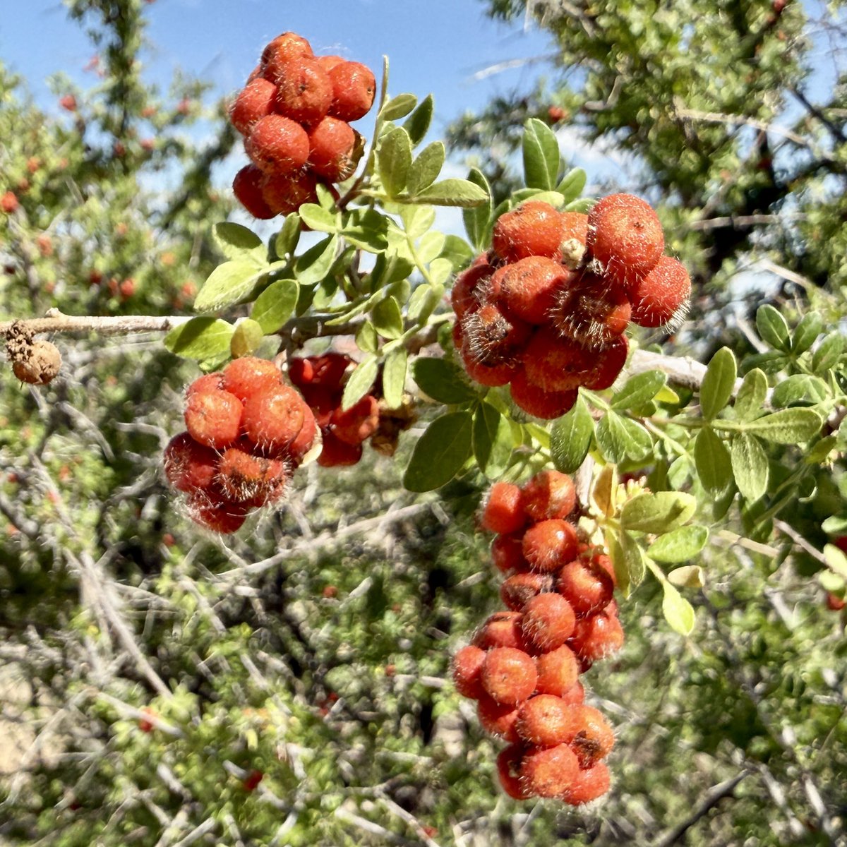 Did you know that the berries of the three-leaf sumac that is found in the monument have been used by people for 2,000 years? The berries were either eaten raw or brewed into a tart, lemon-flavored tea. These berries were also dried and ground to make a burnt-orange colored dye.