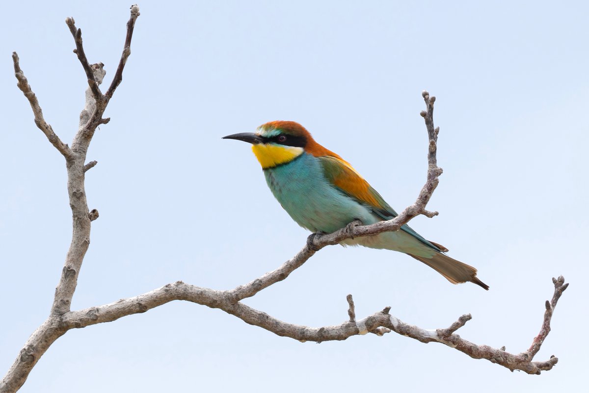 JogchumV's tweet image. Een van Europa&apos;s meest spectaculaire vogels: de bijeneter 🐝