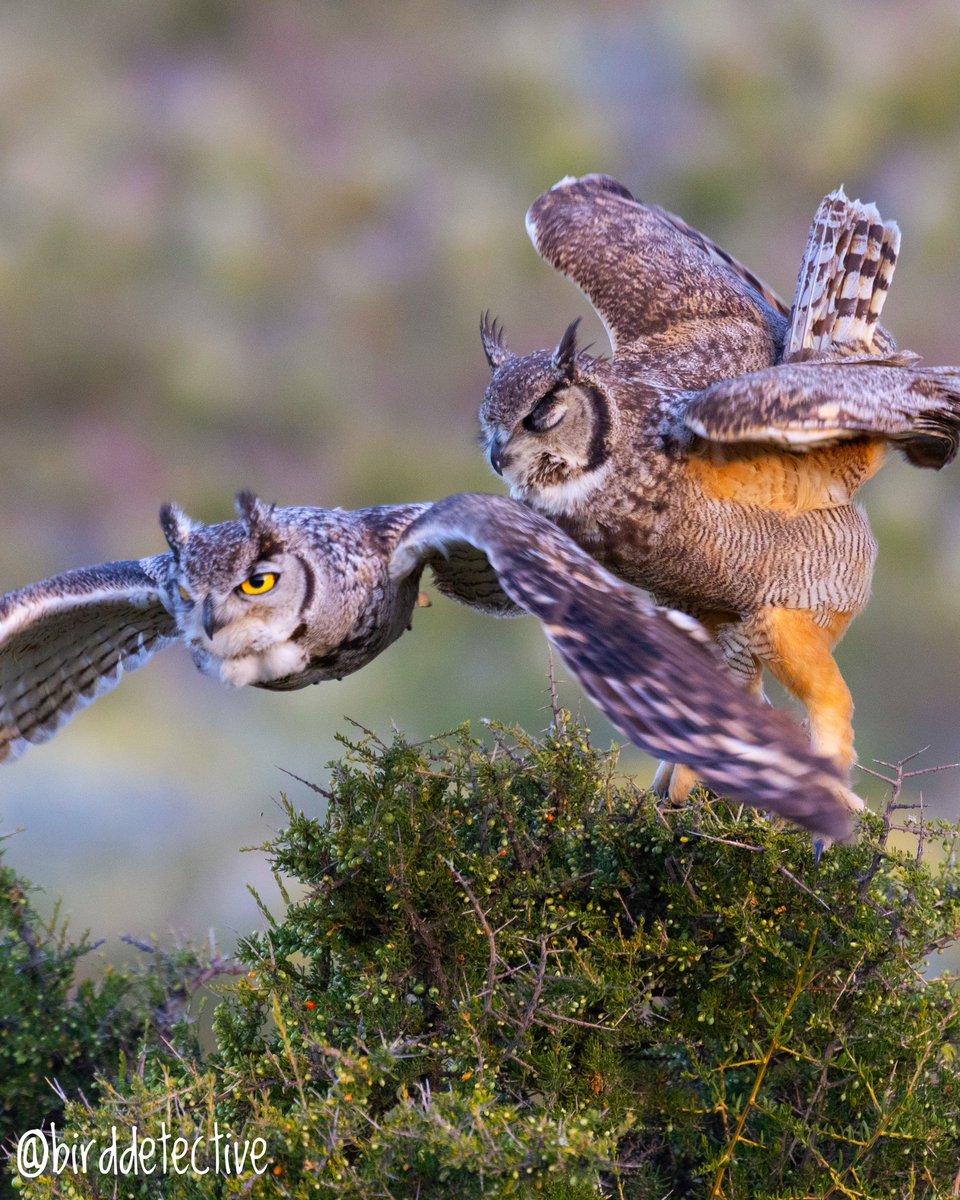“Demek baykuş bilgeliğine ihtiyacın var,” dedi erkek Macellan Puhusu… ve dişiyi çağırdı. Gelişimi ve gizli görevi arayışımı kulağına fısıldadı. Geri kalanını dişi halletti. Erkek olanın gözlerindeki o bakışı asla unutmayacağım.