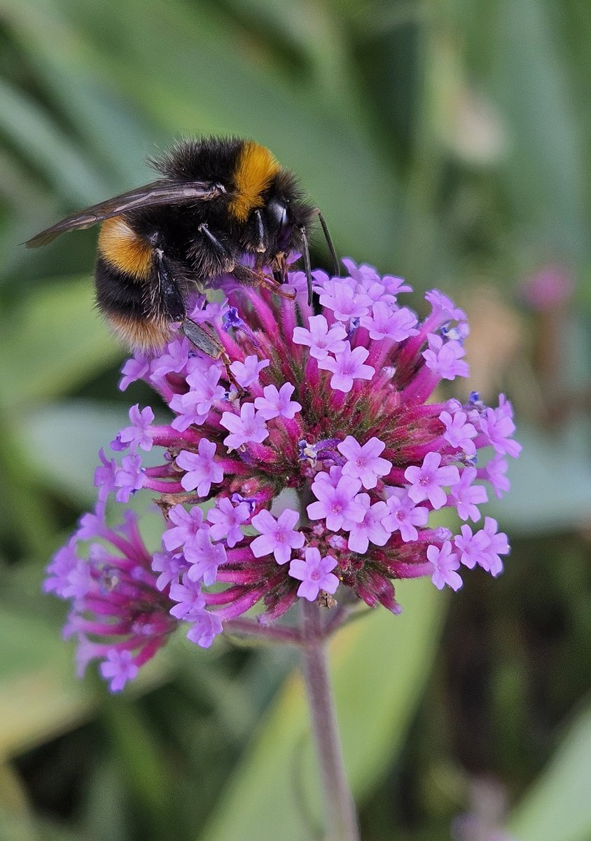 katkatski's tweet image. A bee on the verbena bonariensis this morning! 🤗🐝
#BecauseOfClem
#ThreadOfGold
#SmallBeautiesHour