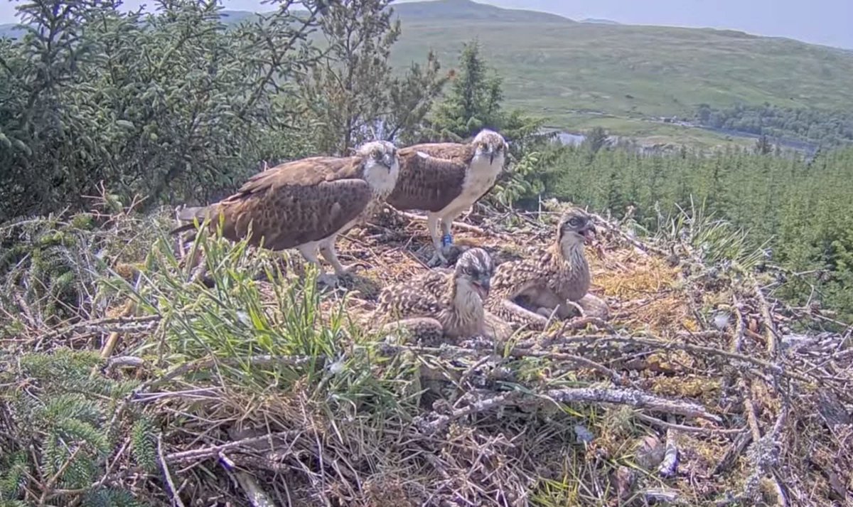 Anneke Freel (@anneke_freel) on Twitter photo The osprey chicks at #lochdoon have been named by local children as Gizmo and Bonnie. 2 healthy, female osprey chicks, thriving in the wonderful East Ayrshire countryside <a href="/EALeisure/">EastAyrshireLeisure</a> <a href="/EastAyrshire/">East Ayrshire</a> <a href="/eactourism/">East Ayrshire Tourism</a> #roundhouse #ospreylounge The osprey chicks at #lochdoon have been named by local children as Gizmo and Bonnie. 2 healthy, female osprey chicks, thriving in the wonderful East Ayrshire countryside <a href="/EALeisure/">EastAyrshireLeisure</a> <a href="/EastAyrshire/">East Ayrshire</a> <a href="/eactourism/">East Ayrshire Tourism</a> #roundhouse #ospreylounge