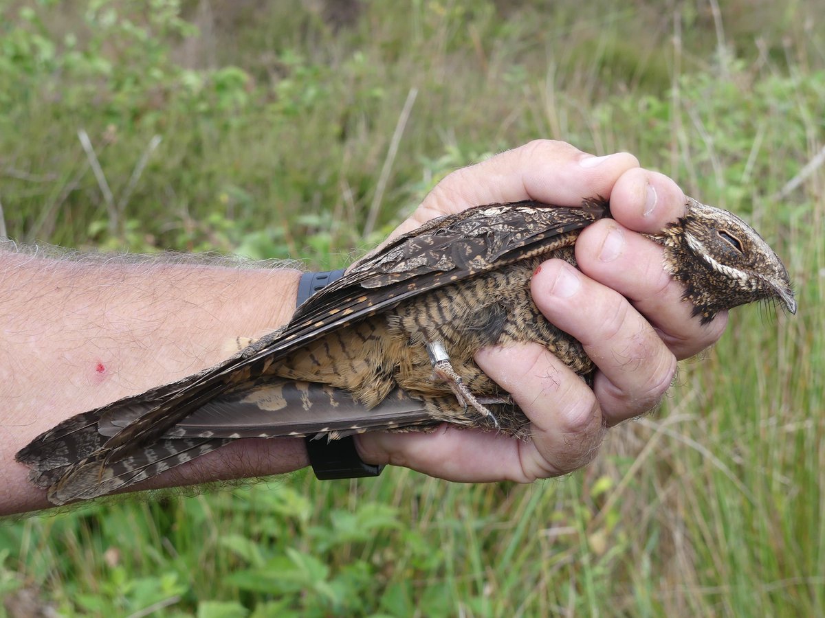 BirdIceni's tweet image. Afternoon visit to Dersingham resulted in retrieval of one tracker from a Nightjar, one nest was occupied by the male, hopefully the female is okay, he was 9 years old, ringed in 2016, and we missed the third bird. @_BTO #Nightjar
