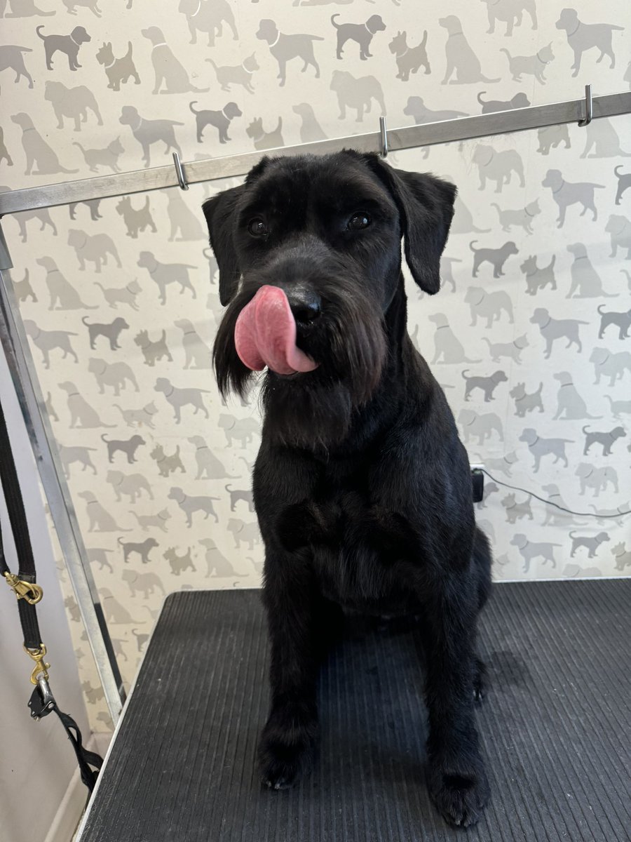 RpdDixie's tweet image. Nothing to see here ! Just the amazing PD Albert & PD Bert freshly trimmed ๐๐๐พ