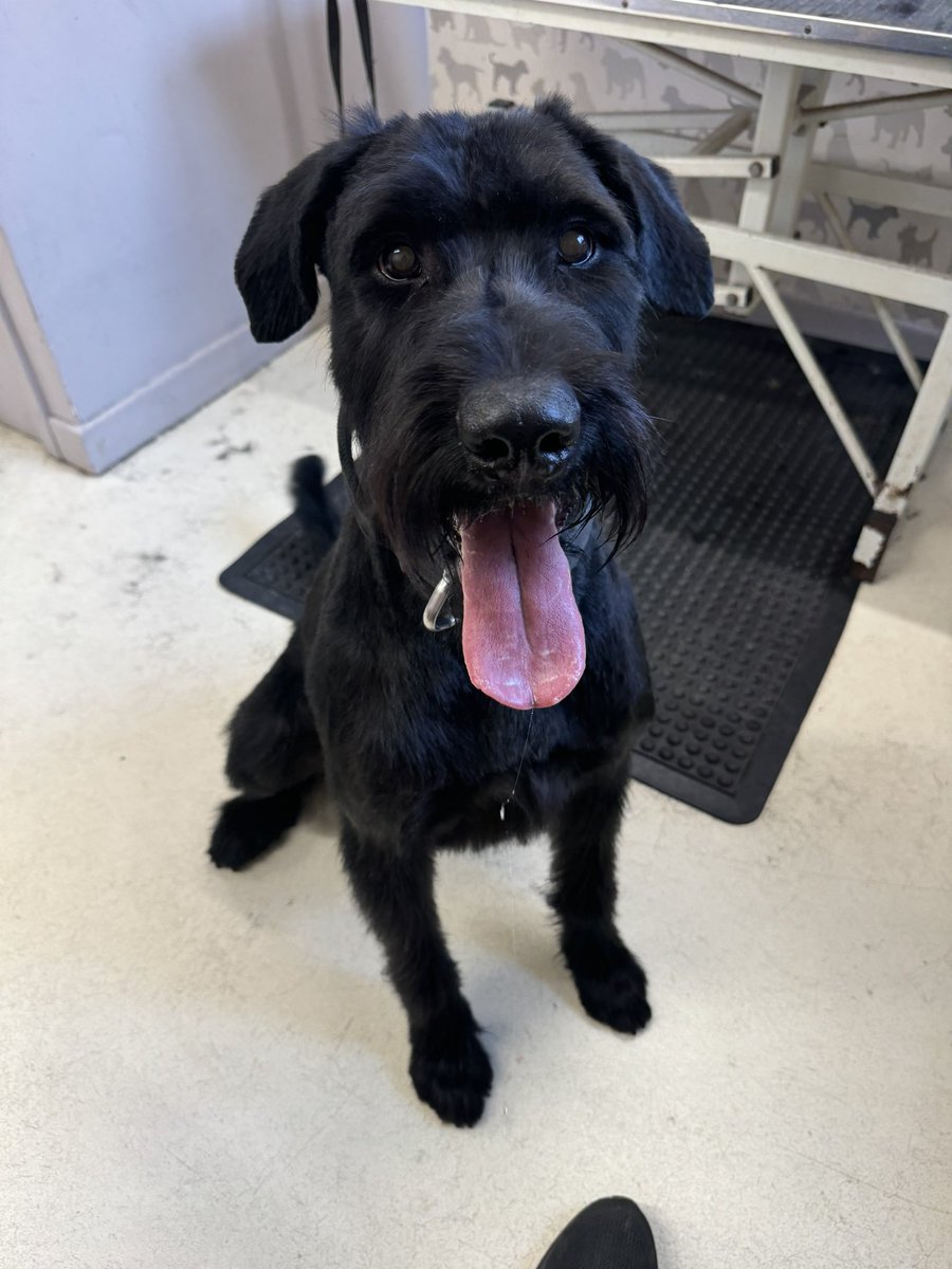 RpdDixie's tweet image. Nothing to see here ! Just the amazing PD Albert & PD Bert freshly trimmed ๐๐๐พ