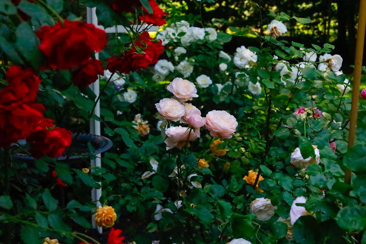 alliemcrowe's tweet photo. The garden is untidy in the most delightful way #Bloomscroll #Junegarden #almostRoseWednesday https://t.co/KZ5cQSETzz