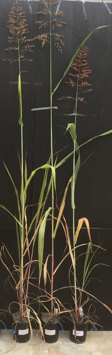 CanadianLightSource (@canlightsource) on Twitter photo A team led by researchers at the University of Queensland developed an innovative method to turn harmful #tailings into healthy soil. Read more: bit.ly/3Xuek84
Image: Sorghum plants growing in "restored" #soil.
<a href="/ANSTO/">ANSTO</a> <a href="/UQ_News/">UQ News</a> <a href="/SMI_UQ/">Sustainable Minerals Institute (SMI), UQ</a> <a href="/uwanews/">UWA</a> <a href="/UQscience/">UQ Science</a> A team led by researchers at the University of Queensland developed an innovative method to turn harmful #tailings into healthy soil. Read more: bit.ly/3Xuek84
Image: Sorghum plants growing in "restored" #soil.
<a href="/ANSTO/">ANSTO</a> <a href="/UQ_News/">UQ News</a> <a href="/SMI_UQ/">Sustainable Minerals Institute (SMI), UQ</a> <a href="/uwanews/">UWA</a> <a href="/UQscience/">UQ Science</a>