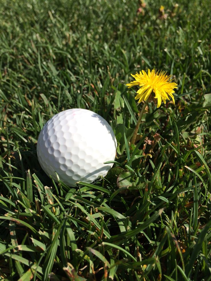 B39Sabrina's tweet image. Nature meets the green. ⛳📷 A perfect day on the course  #GolfLife #NatureLovers #GolfTime #GreenVibes #OutdoorFun #GolfPassion #NatureAndSport #ViralGolf #GolfGoals #SummerVibes