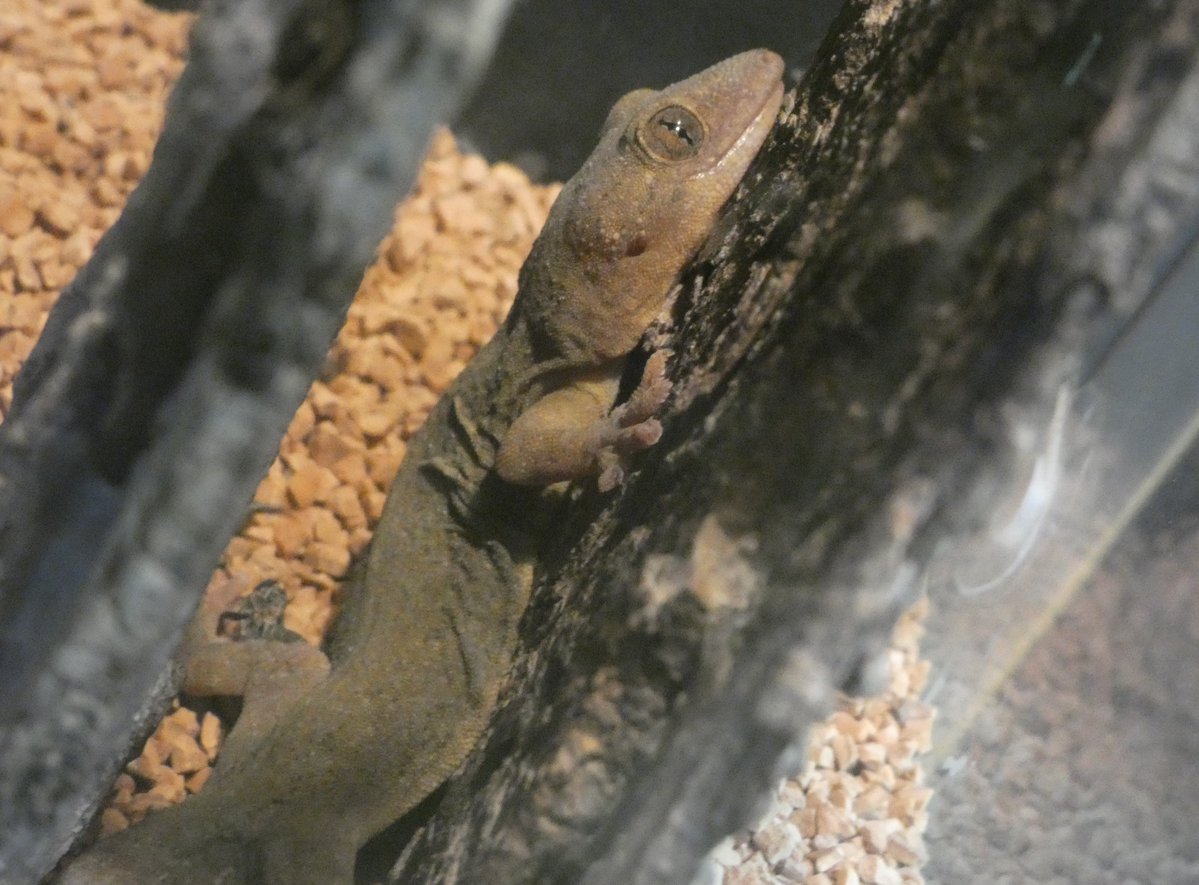 #あさいち文化園
おはようございます。空模様が気になる日ですね。

朝の #ニホンヤモリ です。
水生物園(分園) 水生物館内でご覧いただけます。

雨宿りもかねて、水生物館でじっくりヤモリ観察……なんていかがでしょうか。

今日もよい一日でありますように。
#朝の動物園　#文化園の動物たち