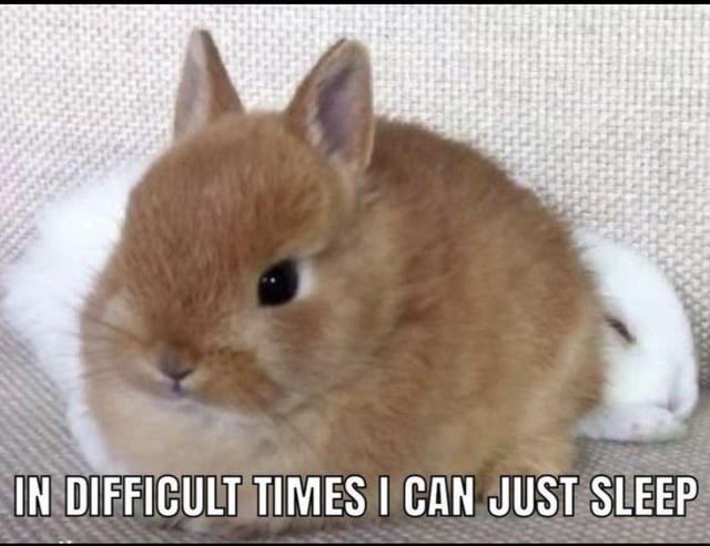 goodnight, everybunny!