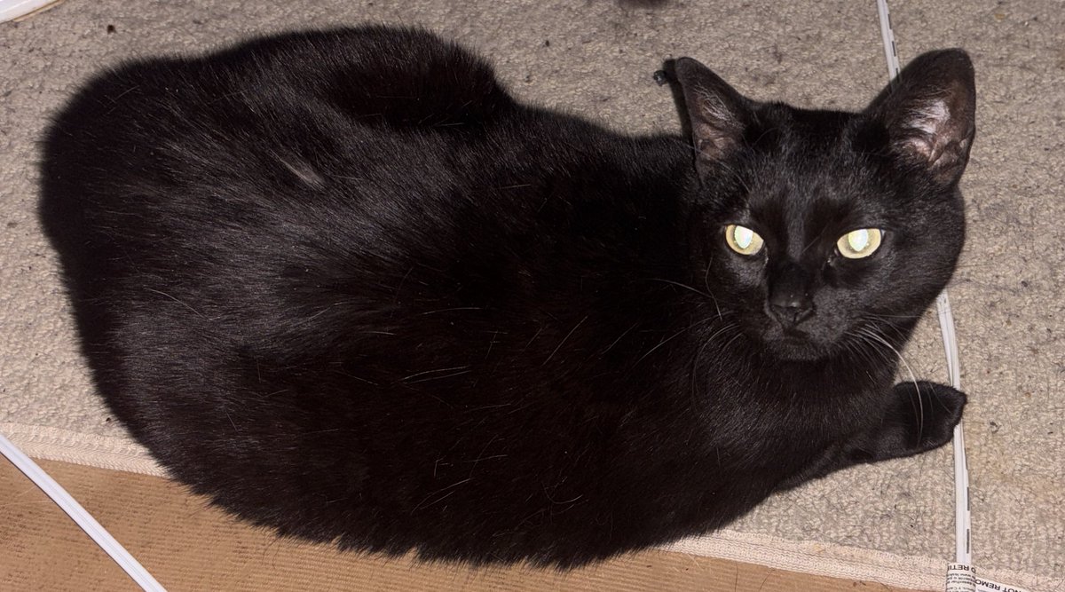 I’m home!

Tiberius and Raven are happy. Tiberius wants cuddles while Raven came up to me for attention and pets and then wandered off after. Lol

Going to actually fire up a stream here in a little bit!