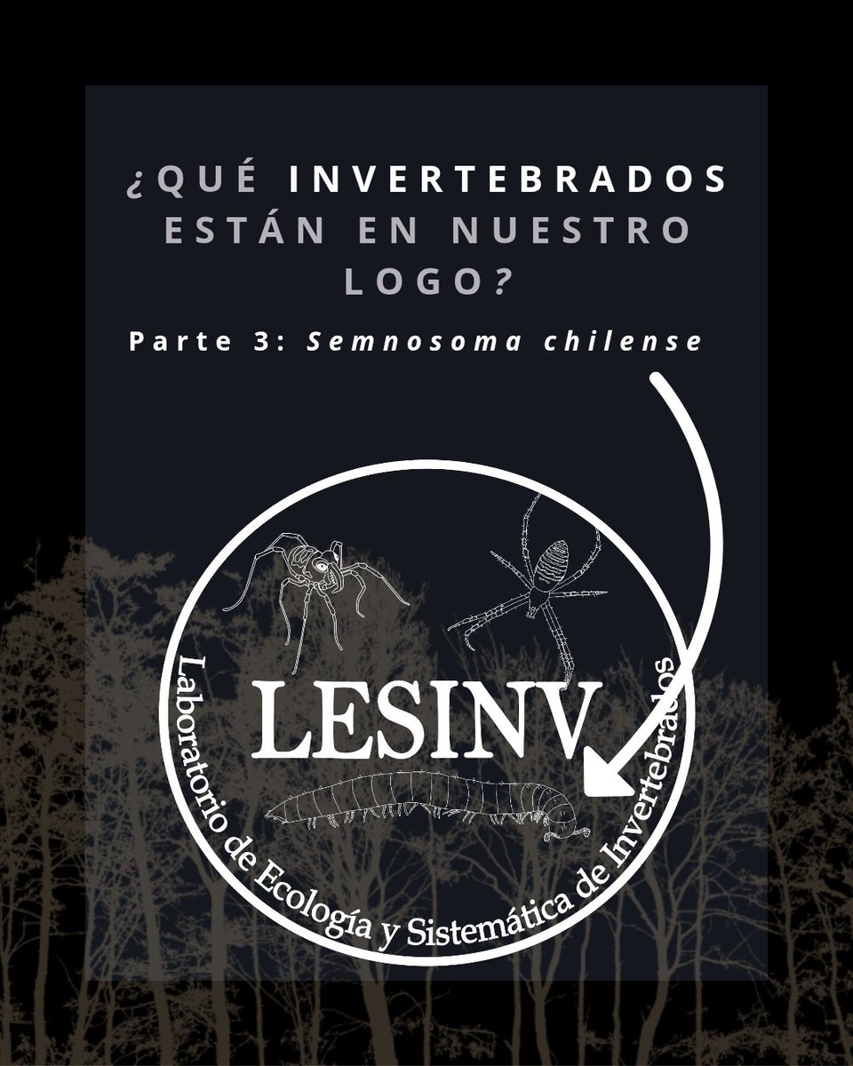 lesinv_lab's tweet photo. Pequeño, discreto y poco conocido, este milpiés endémico de apenas 1 cm habita la hojarasca
#Invertebrados #Milpiés #Endemismo #Taxonomía #CienciaChilena #Conservación #ChileNatural #FaunaNativa #Microfauna #LESINV #Biodiversidad #Biología #Sistemática #Ciencia https://t.co/nrtdbQGVik