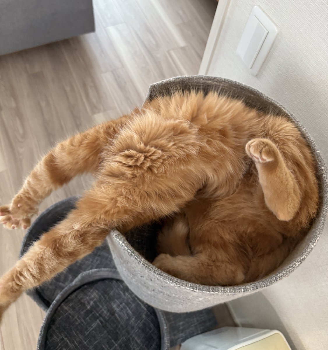 nyamuchannel's tweet image. それはホラーやて