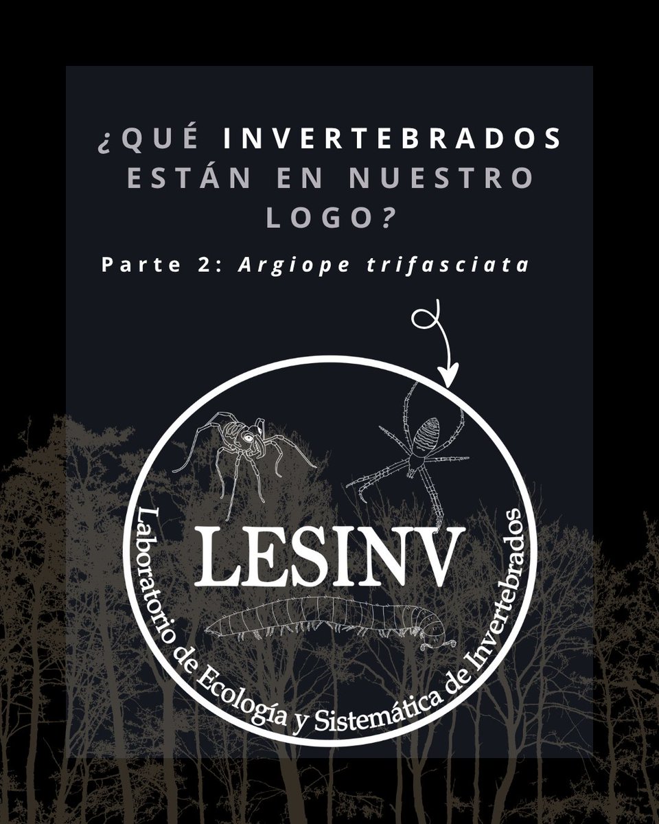 lesinv_lab's tweet photo. Siguiendo con las especies de nuestro logo, ahora es turno de la araña Argiope trifasciata, una especie bastante llamativa y de amplio rango de distribución

#araña #spider #LESINV #arachnida #araneae #animalnativo #bosquenativo #chile #nativo #argiope #ciencia #nature https://t.co/aRso9dDzEp