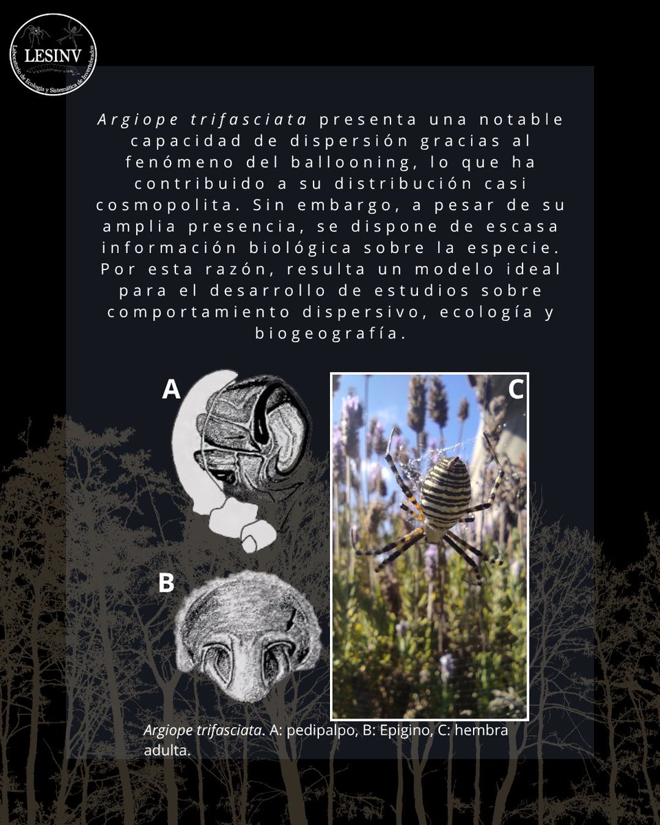 lesinv_lab's tweet photo. Siguiendo con las especies de nuestro logo, ahora es turno de la araña Argiope trifasciata, una especie bastante llamativa y de amplio rango de distribución

#araña #spider #LESINV #arachnida #araneae #animalnativo #bosquenativo #chile #nativo #argiope #ciencia #nature https://t.co/aRso9dDzEp