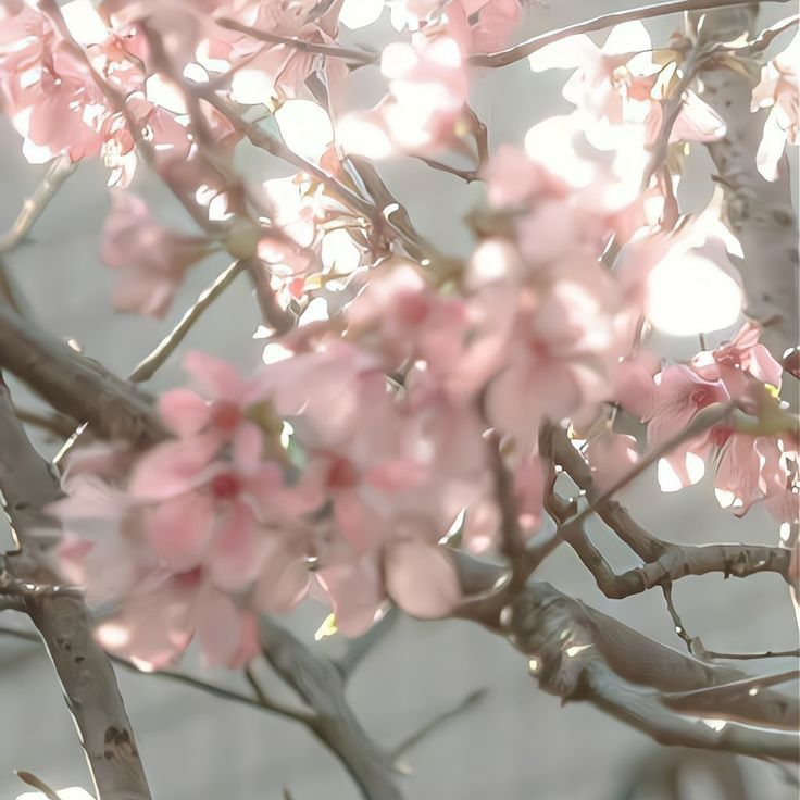 MakeDamnSure_00's tweet photo. . ݁₊ ⊹ . ݁˖ . ݁perguntas sobre flores pra responder no tédio
uma thread para o #flowerstwt https://t.co/DzFfVCkr2L