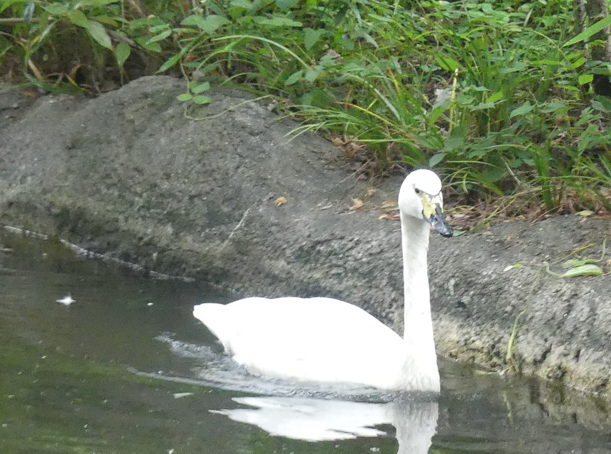 おはようございます。
今朝の動物たちの様子をお届けします。

#コハクチョウ
#朝の上野動物園