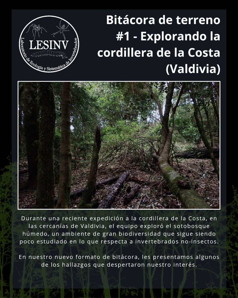 lesinv_lab's tweet photo. Hoy les compartimos el primero número de lo que será nuestro formato de bitácoras de terrenos
#LESINV #Invertebrados #InvertebradosNoInsectos #Biodiversidad #Chile #AméricadelSur #Taxonomía #Ecología #Conservación #Miriápodos #Arácnidos #Ciencia #Arañas #Milpiés #Opiliones https://t.co/U3Fz4FmWXG