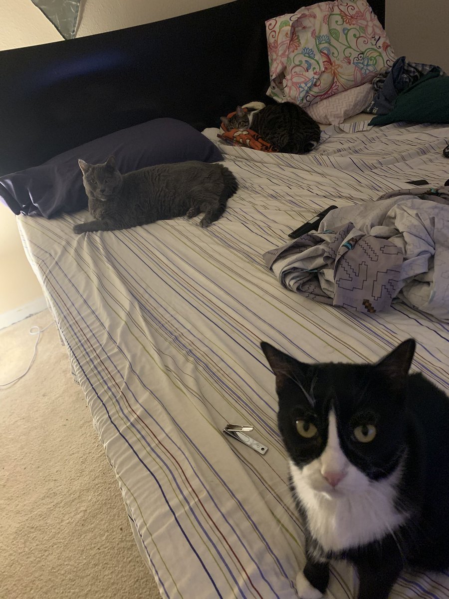 CatPlato's tweet photo. Me and Tinker #Caturday #CatsLover https://t.co/TguLKdysuL