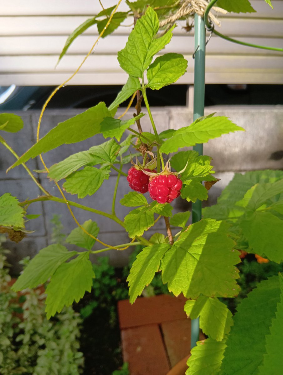 今日の手洗いも、百人一首から、藤原道信さんとともに。

明けぬれば
暮るるものとは
知りながら
なほ恨めしき
朝ぼらけかな

おはようございます
今日を佳い日に出来ますように🤗

ラズベリー♡
きれいなルビー色がくすんできたら食べ頃😋